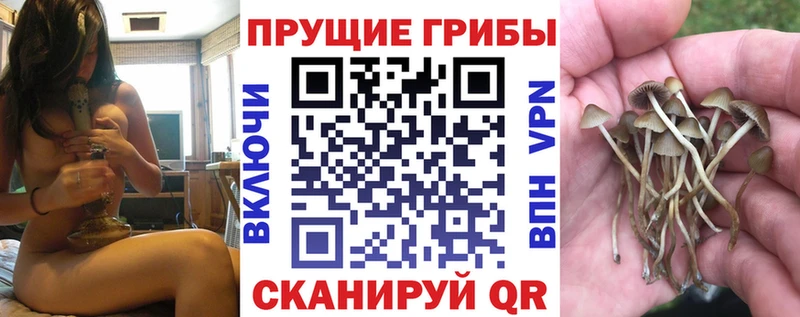 Псилоцибиновые грибы Psilocybine cubensis  Новая Ладога 